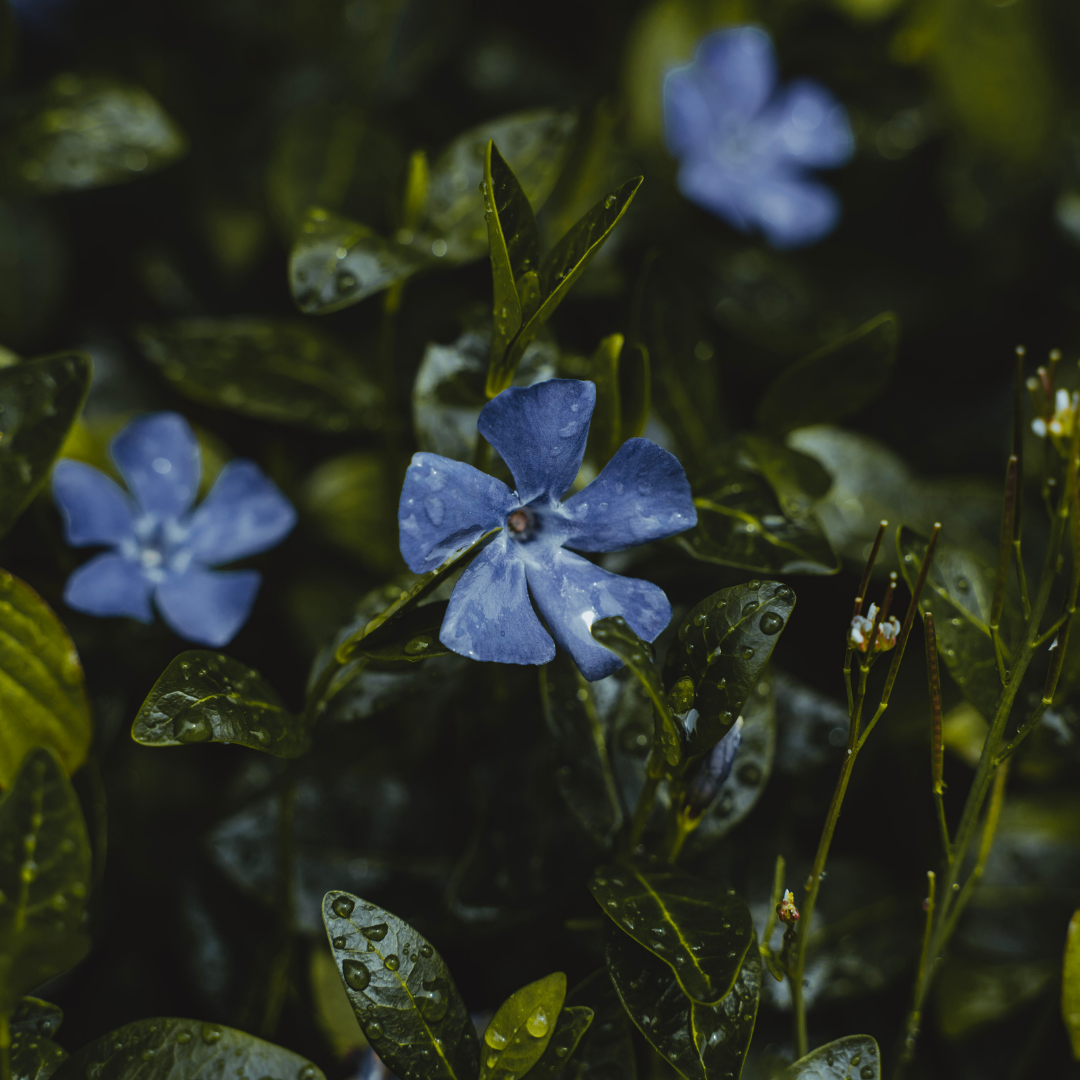 Blueish purple periwinkle flowers with green leaves and water droplets, photographed in a natural outdoor setting.